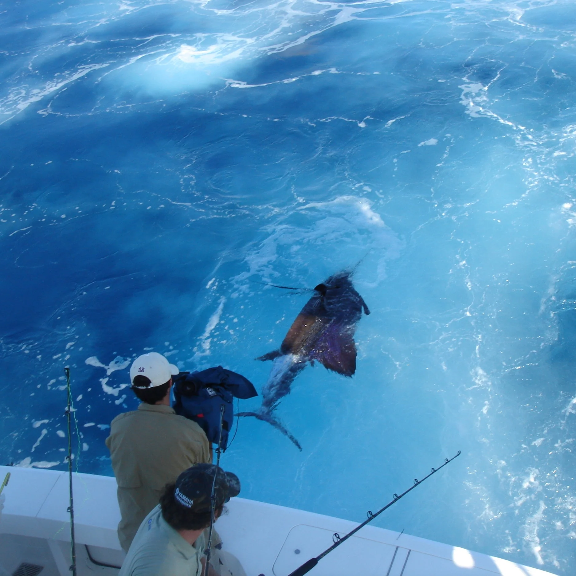 Billfishing — Open Ocean