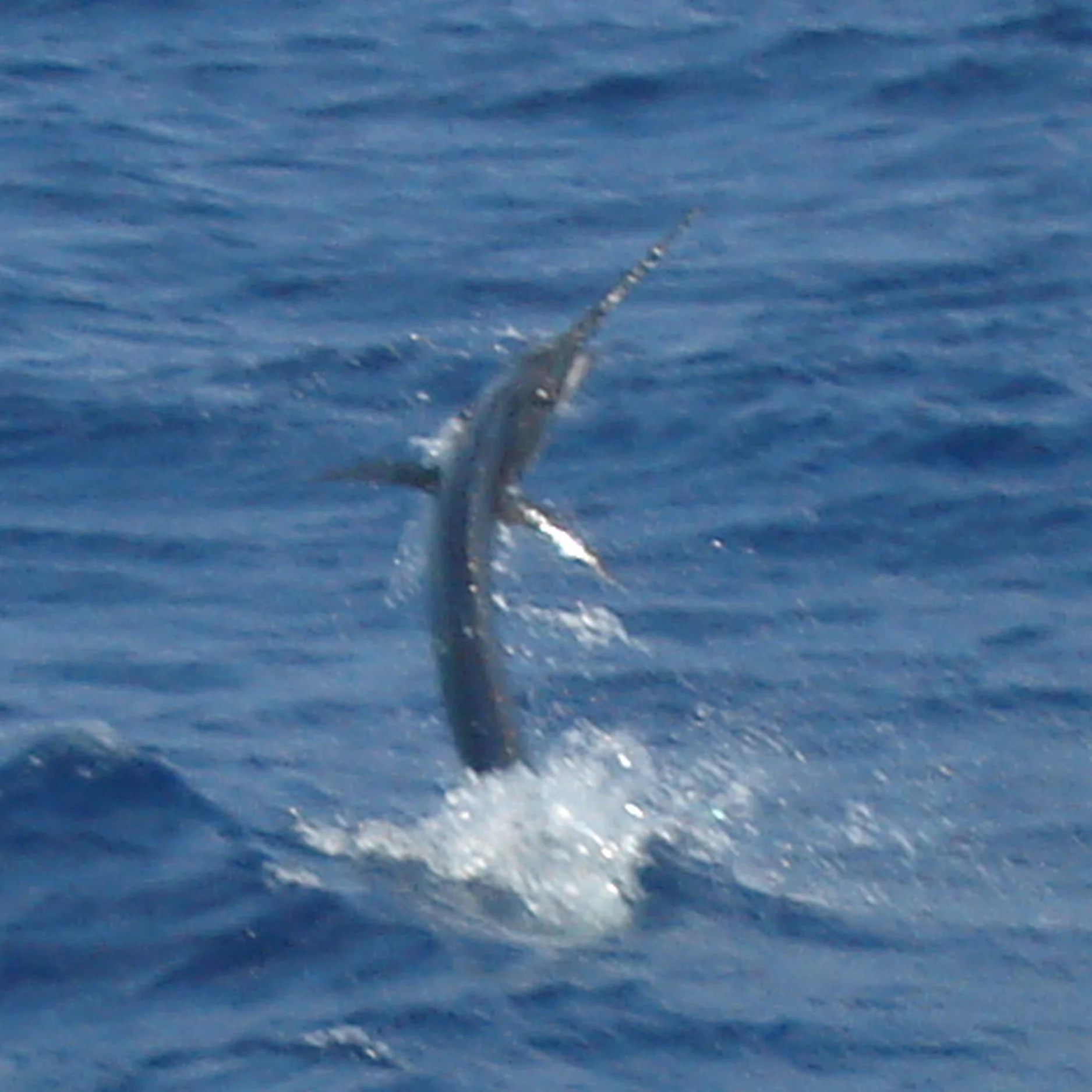 Sailfish Release